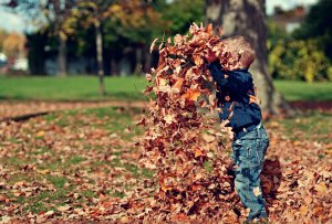 Little kid (about 3) playing in a pile of fall leaves